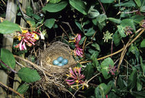 American Robin nest with four eggs in Gold Flame Honeysuckle... by Danita Delimont
