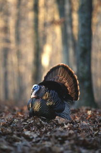 Eastern Wild Turkey gobbler strutting, Stephen A von Danita Delimont