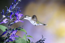 Ruby-throated Hummingbird on Black and Blue Salvia, Illinois by Danita Delimont