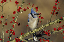 Blue Jay in icy Green Hawthorn tree, Marion County, Illinois by Danita Delimont