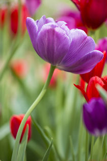 Purple and red tulips, Cantigny Park, Wheaton, Illinois von Danita Delimont