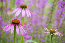 Purple Coneflowers Marion County, Illinois by Danita Delimont