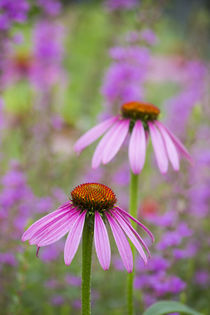 Purple Coneflowers Marion County, Illinois von Danita Delimont