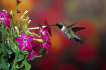 Ruby-throated Hummingbird male at Winged tobacco, Illinois by Danita Delimont