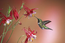 Ruby-throated Hummingbird male on Crimson Star Columbine, Illinois von Danita Delimont