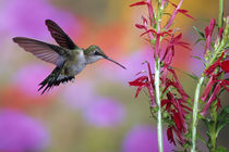 Ruby-throated Hummingbird on Cardinal Flower, Marion County, Illinois by Danita Delimont