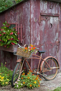 Old bicycle with flower basket next to old outhouse garden shed von Danita Delimont