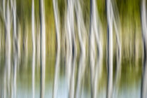 Artistic abstract of trees and reflections in water, Celery ... von Danita Delimont