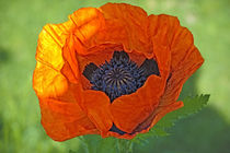 Close-up of a flowering orange poppy plant. by Danita Delimont