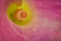 Close-up of the center of a Calla Lily. by Danita Delimont