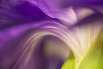 Close-up of the back of a purple carnation flower. von Danita Delimont