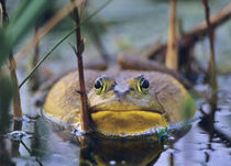 American Bullfrog in a marsh, Indiana USA by Danita Delimont