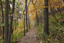 Iowa, Effigy Mounds National Monument, trail to Great Bear a... by Danita Delimont