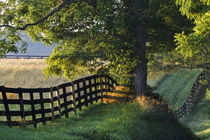 Farm fence at sunrise, Oldham County, Kentucky von Danita Delimont