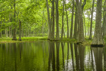 USA, Louisiana, Miller's Lake von Danita Delimont