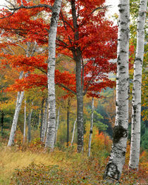 USA, Maine, Wyman Lake von Danita Delimont