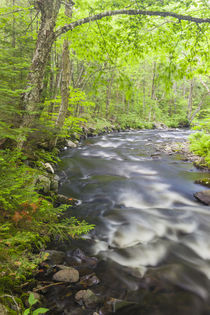 Cold Stream in Maine's Northern Forest by Danita Delimont