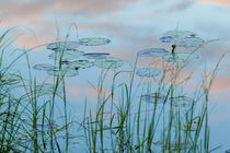 Water lilies in Lone Jack Pond in Maine's Northern Forest von Danita Delimont