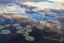 Water lilies and cloud reflections on Lang Pond in Maine's N... von Danita Delimont