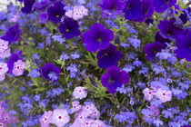 Close up of purple flowers, York, Maine, USA by Danita Delimont