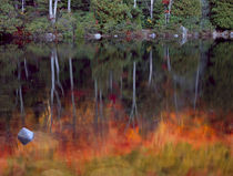 Acadia National Park, Maine by Danita Delimont