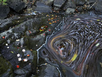 Contrast of movement and stillness as a stream swirls on Duc... von Danita Delimont