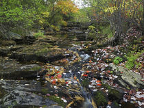 Autumn maple leaves on Duck Brook, Acadia National Park, Maine von Danita Delimont