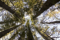 Looking up towards the treetops of the Red Pine Plantation, ... von Danita Delimont