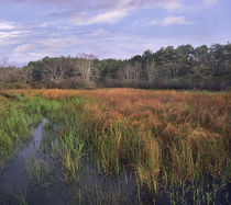 Marsh at Province Lands, Cape Cod National Seashore, Massachusetts von Danita Delimont