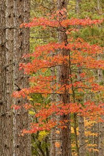 Maple trees in fall colors, Hiawatha National Forest, Upper ... von Danita Delimont