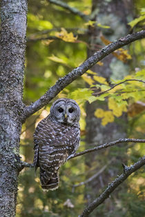 Barred Owl in fall, Alger County, MI by Danita Delimont