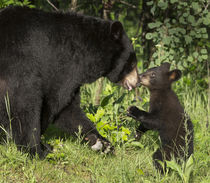 USA, Minnesota, Sandstone, Minnesota Wildlife Connection by Danita Delimont