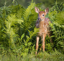 USA, Minnesota, Sandstone, Minnesota Wildlife Connection by Danita Delimont