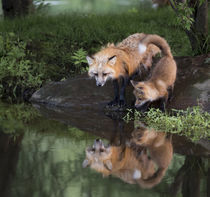 USA, Minnesota, Sandstone, Minnesota Wildlife Connection by Danita Delimont