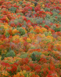 USA, Minnesota, Superior National Forest, Autumn adds color ... by Danita Delimont