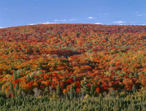 USA, Minnesota, Superior National Forest, Northern hardwood ... by Danita Delimont