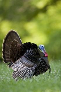 Eastern Wild Turkey gobbler strutting in field, Holmes Co von Danita Delimont