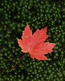 USA, Missouri, Mark Twain National Forest, Starmoss and Red Maple Leaf von Danita Delimont