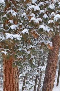 Ponderosa Pine Winter von Danita Delimont