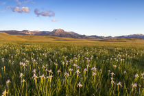 Ear Mountain Iris by Danita Delimont