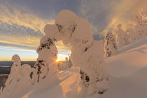 Snow ghosts in the Whitefish Range near Whitefish, Montana, USA. von Danita Delimont