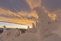 Snow ghosts in the Whitefish Range near Whitefish, Montana, USA. by Danita Delimont