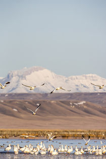 Snowgeese Freezeout by Danita Delimont