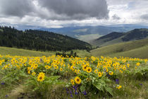 National Bison Range by Danita Delimont