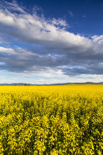 Canola Flathead by Danita Delimont