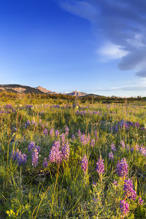 Vast field of wildflowers along the Rocky Mountain Front at ... von Danita Delimont