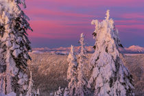 Alpenglow light over the Whitefish Range and Glacier Park pe... by Danita Delimont