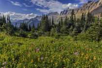 Alpine wildflowers with Garden Wall at Logan Pass in Glacier... by Danita Delimont
