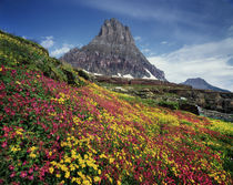 USA, Montana, Glacier National Park, Wildflowers and a mountain peak. von Danita Delimont