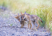 Coyote Pups Playing von Danita Delimont